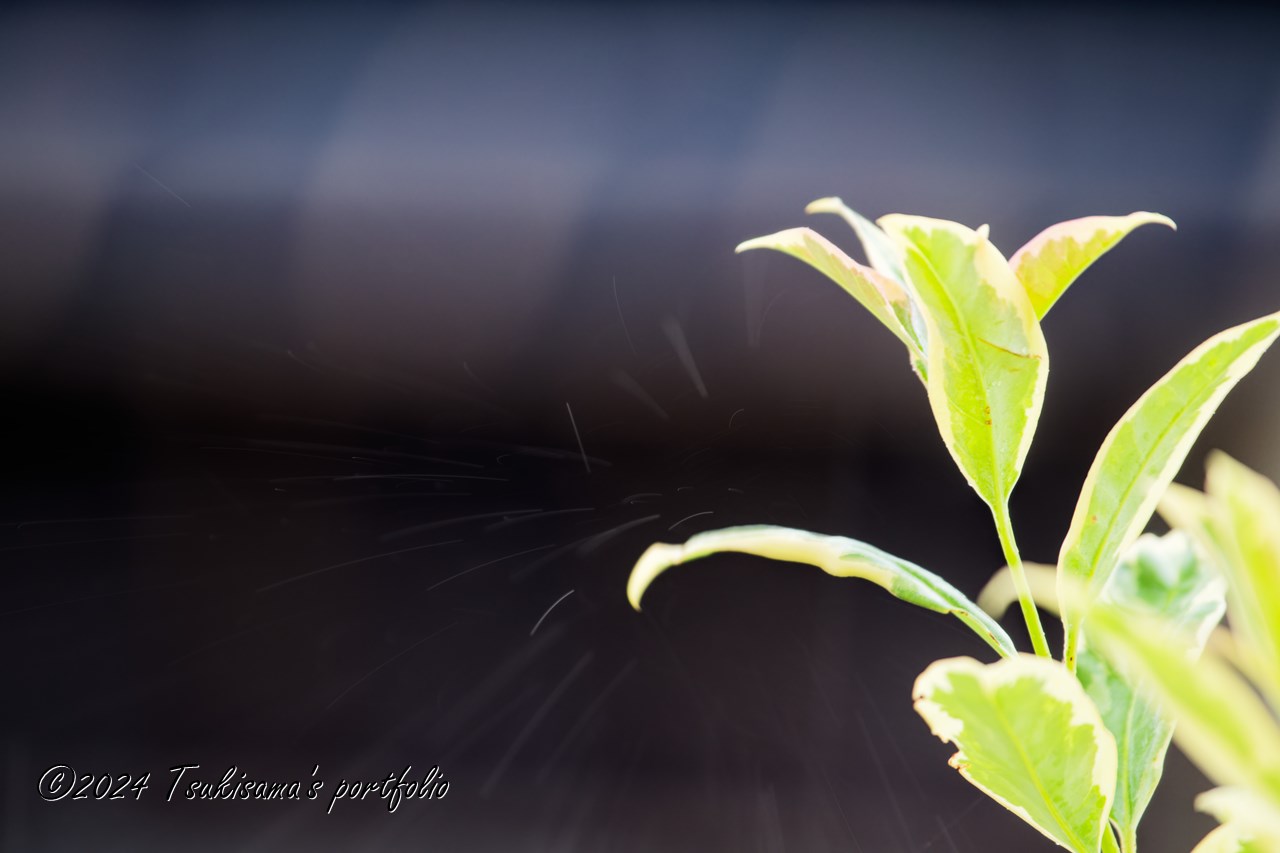 雨の中の撮影は難しい。雨(粒)の撮影も難しい。SONY α99II + SONY 70-300mm F4.5-5.6 G SSM II