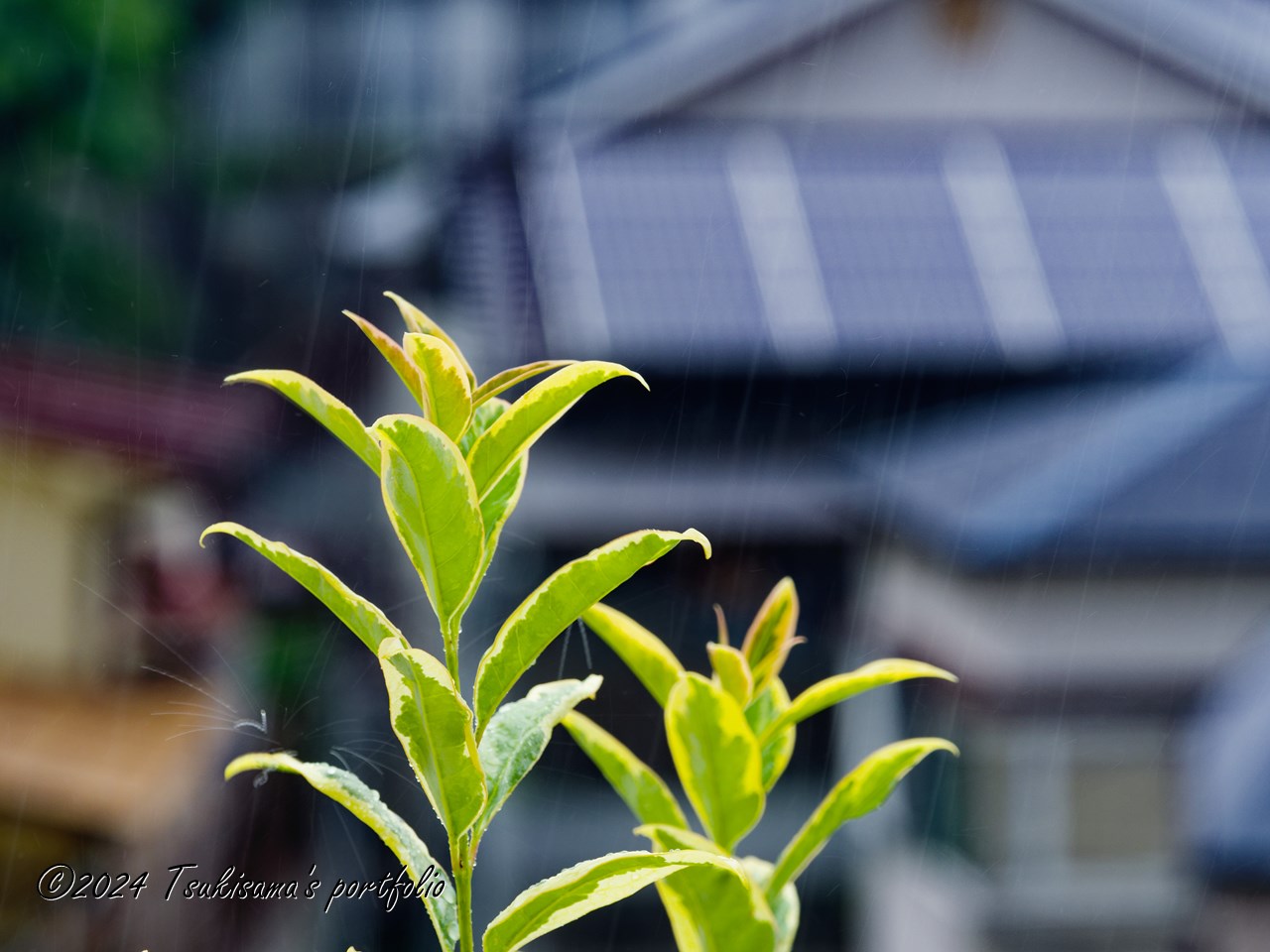 雨粒撮影に再挑戦。リベンジ、できたか微妙。OLYMPUS OM-D E-M1 MarkIII + M.ZUIKO DIGITAL ED 40-150mm F4.0 PRO