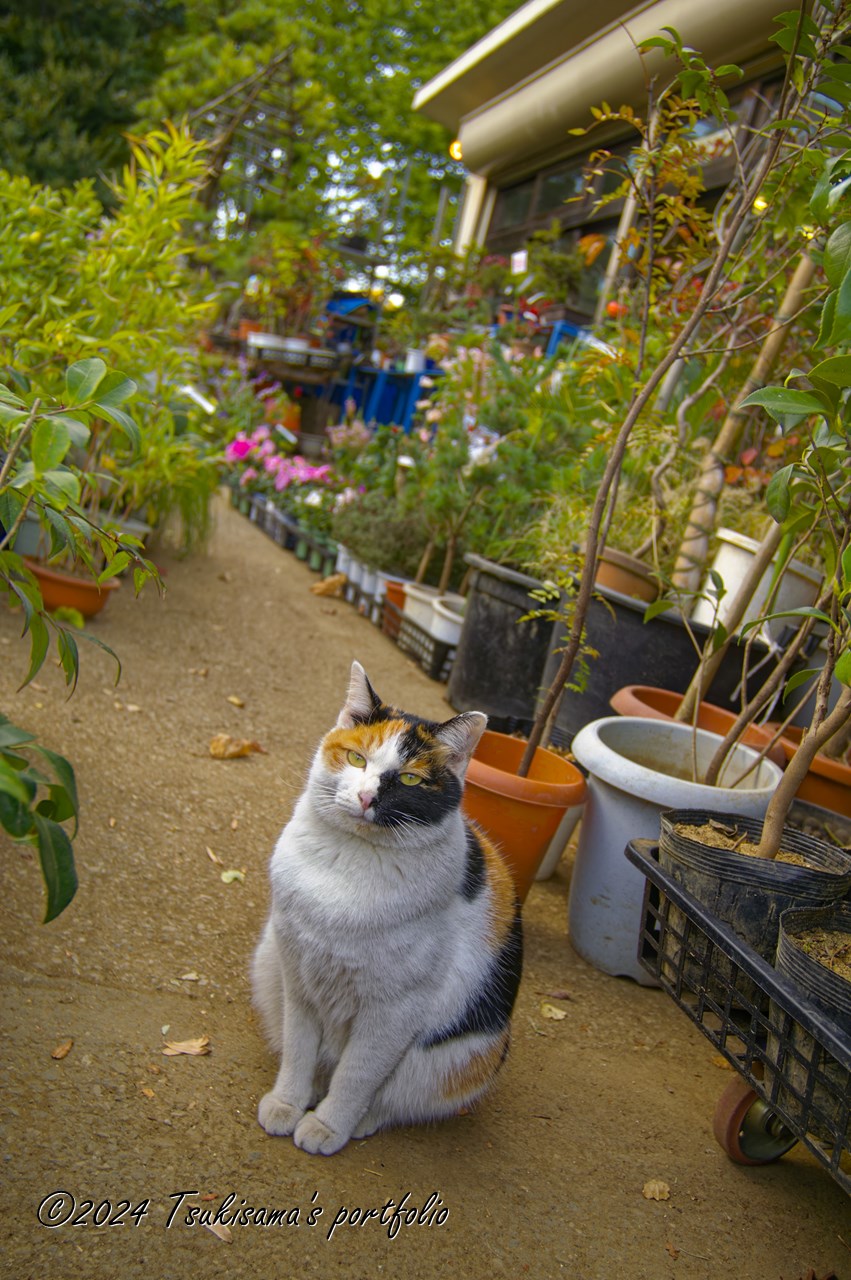 まるで店番をしているかのような日比谷公園の猫。KONICA MINOLTA α7 DIGITAL + MINOLTA A 17-35mm F3.5 G (2005/11/19)