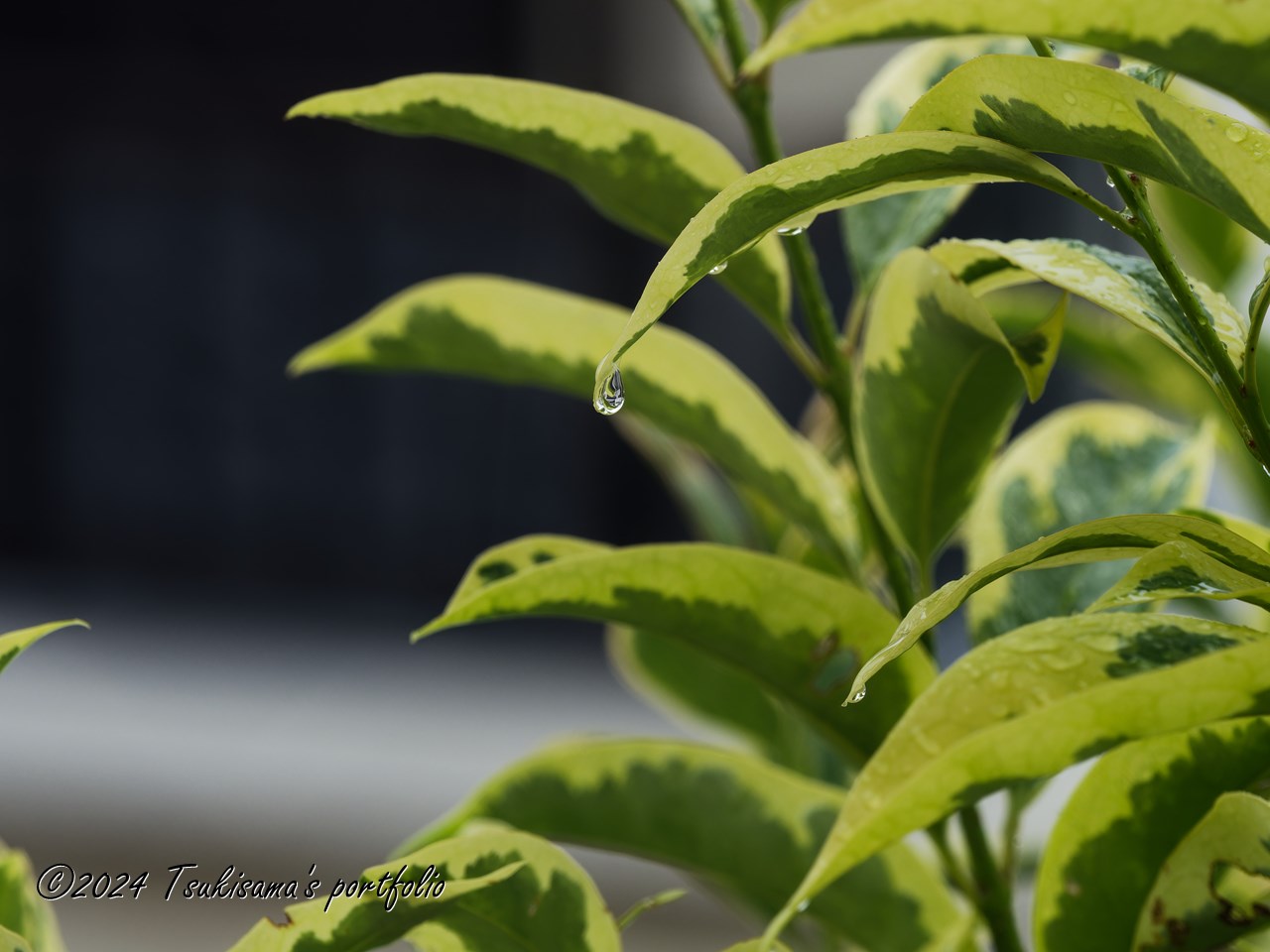 8月最終日。OLYMPUS OM-D E-M1 MarkIII + M.ZUIKO DIGITAL ED 40-150mm F2.8 PRO