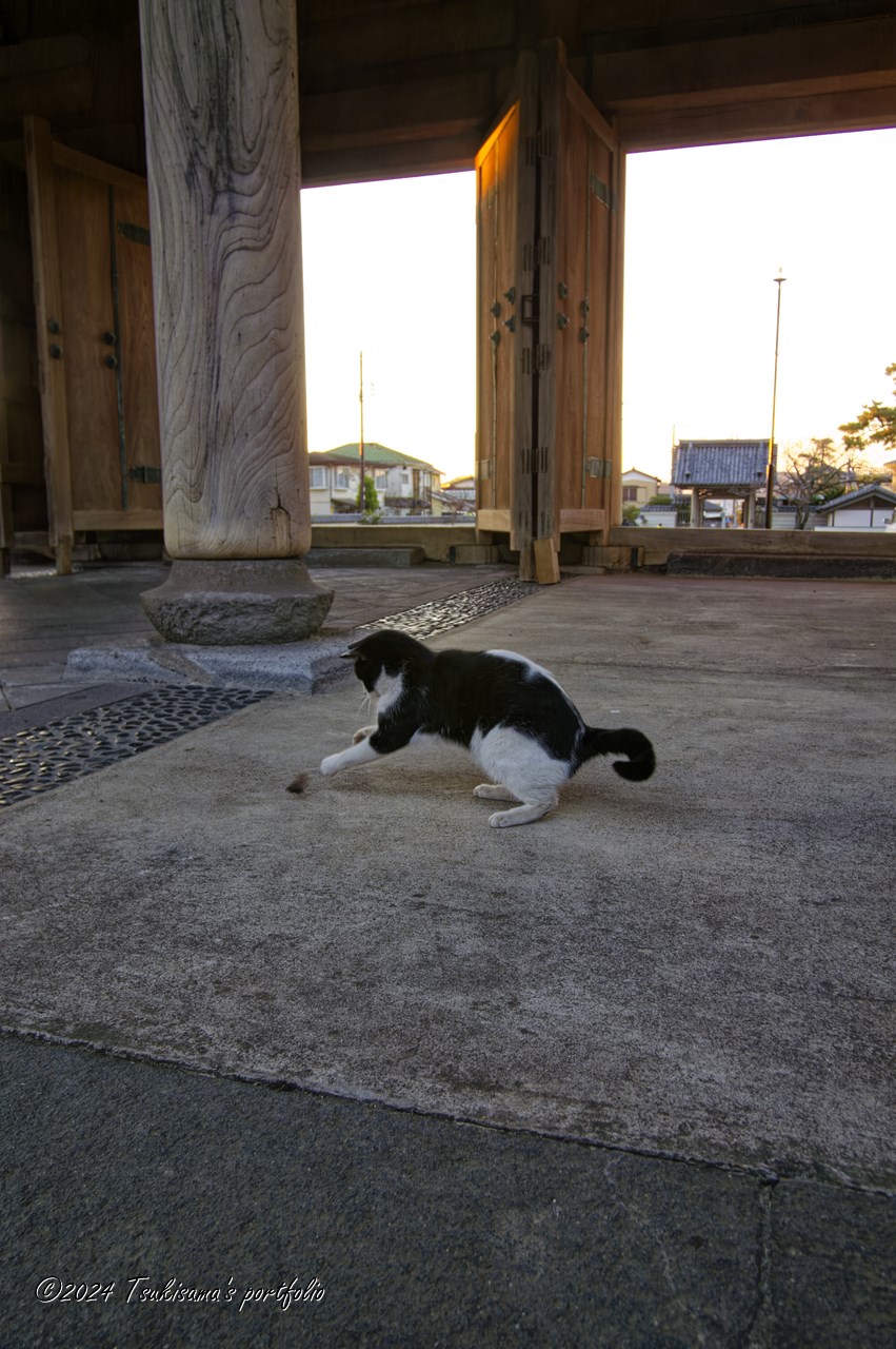 蛾を捕まえようとしている鎌倉の光明寺の猫。KONICA MINOLTA α7 DIGITAL + MINOLTA A 17-35mm F3.5 G (2005/12/17)