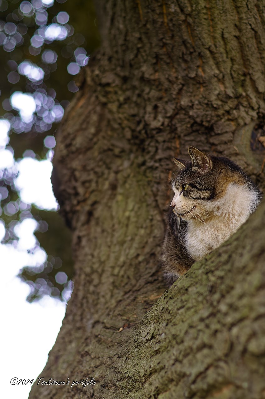 思うように過ごしたいものです。横浜の港の見える丘公園にいた猫。KONICA MINOLTA α7 DIGITAL + MINOLTA A 50mm F1.4