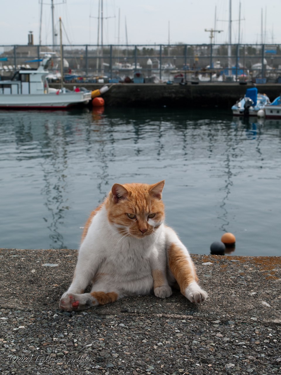 江の島の「部長さん」。「何撮ってんだよ」という感じですが、この後も撮らせてくれました。OLYMPUS E-1 + ZUIKO DIGITAL 14-54mm F2.8-3.5