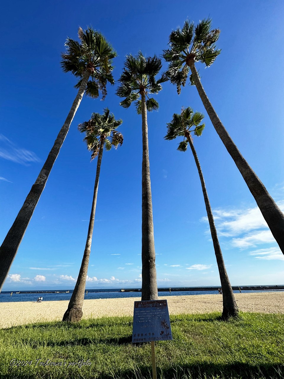 近くに住んでるからって言っても何でも知ってるわけではないんです。須磨海岸 願いの椰子の木。iphone 14 pro