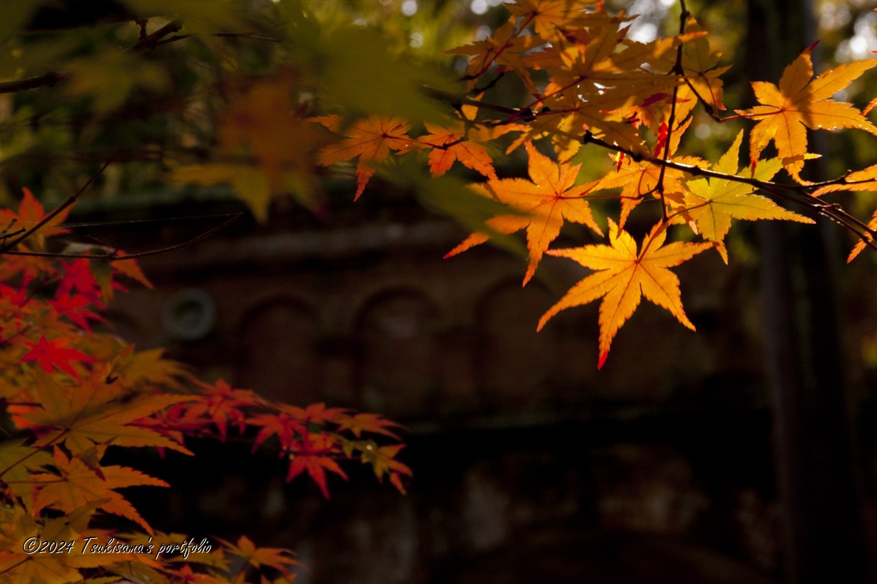 紅葉の時期。KONICA MINOLTA α7 DIGITAL + KONICA MINOLTA AF DT 18-200mm F3.5-6.3(D) (2005/11/12)