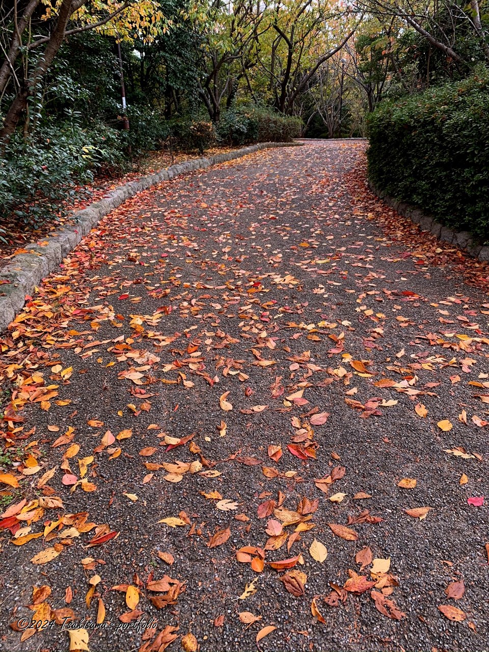 桜が紅葉することに気づいたのは十数年前。iphone XS