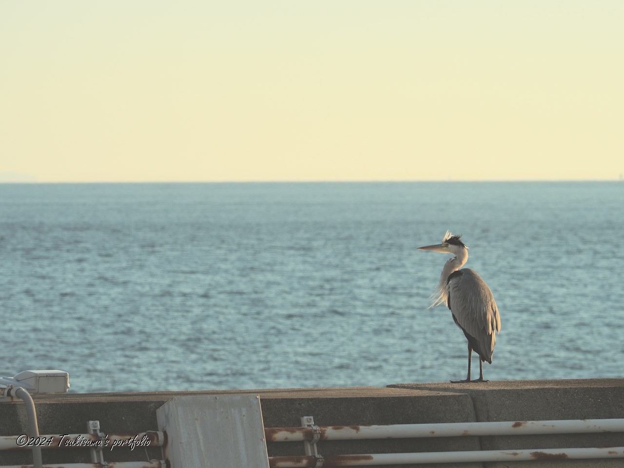 狙っている、というより、(おこぼれを)待っているという感じに見えます。OLYMPUS OM-D E-M1 MarkIII + M.ZUIKO DIGITAL ED 40-150mm F4.0 PRO (アートフィルター デイドリーム2)