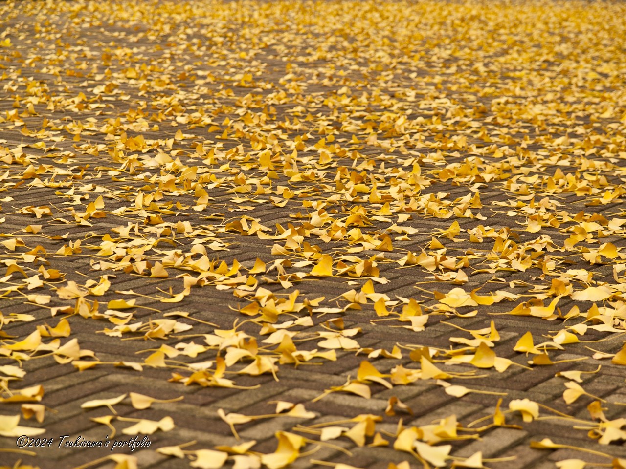 秋らしくなってきました。OLYMPUS E-1+ZUIKO DIGITAL 14-54mm F2.8-3.5 (2006/12/16)