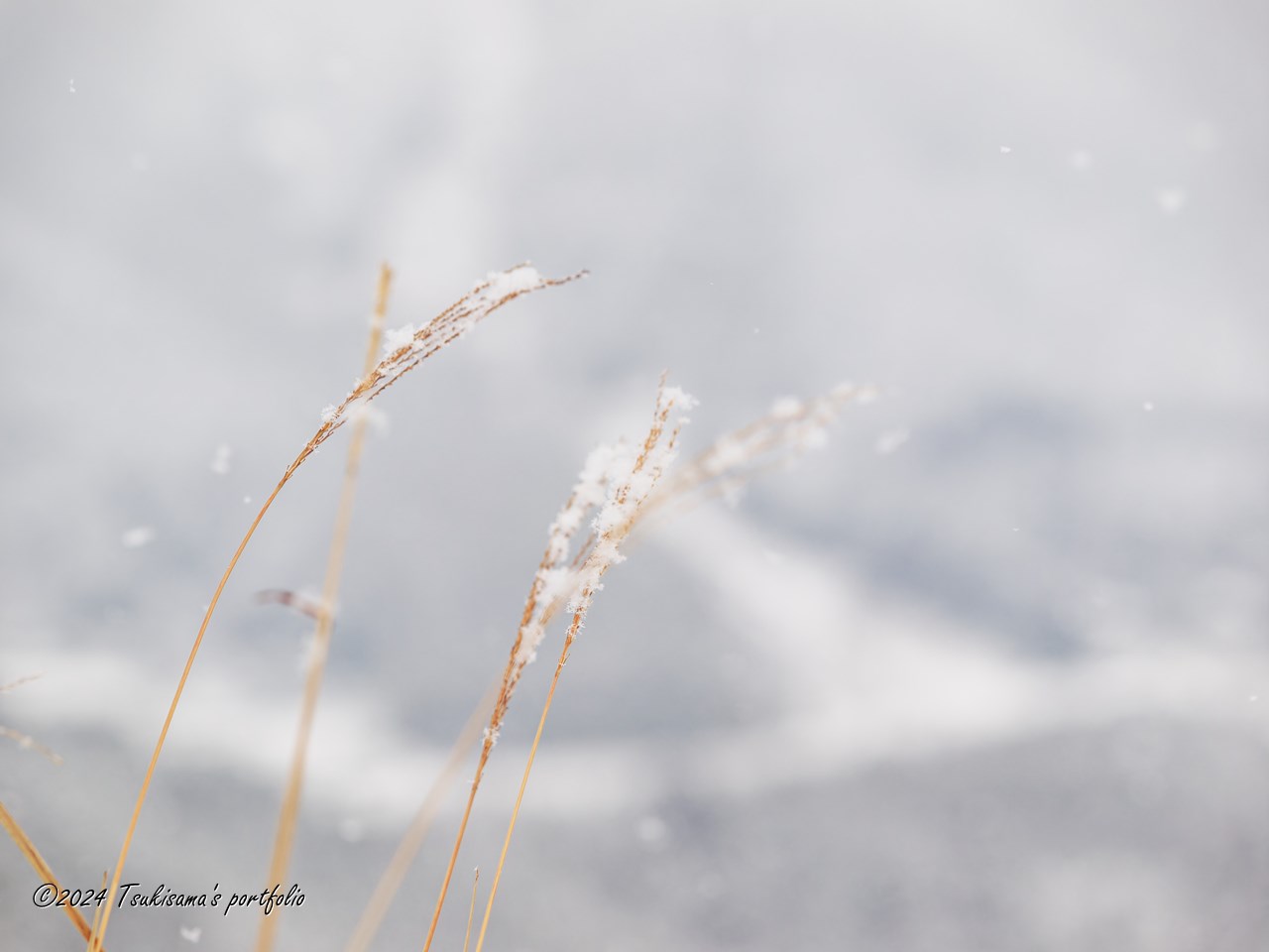 今日から師走。 12月 --> 師走 --> 冬本格化 --> 雪 といつも短絡的に連想しています。 OLYMPUS E-5 + ZUIKO DIGITAL ED 50-200mm F2.8-3.5