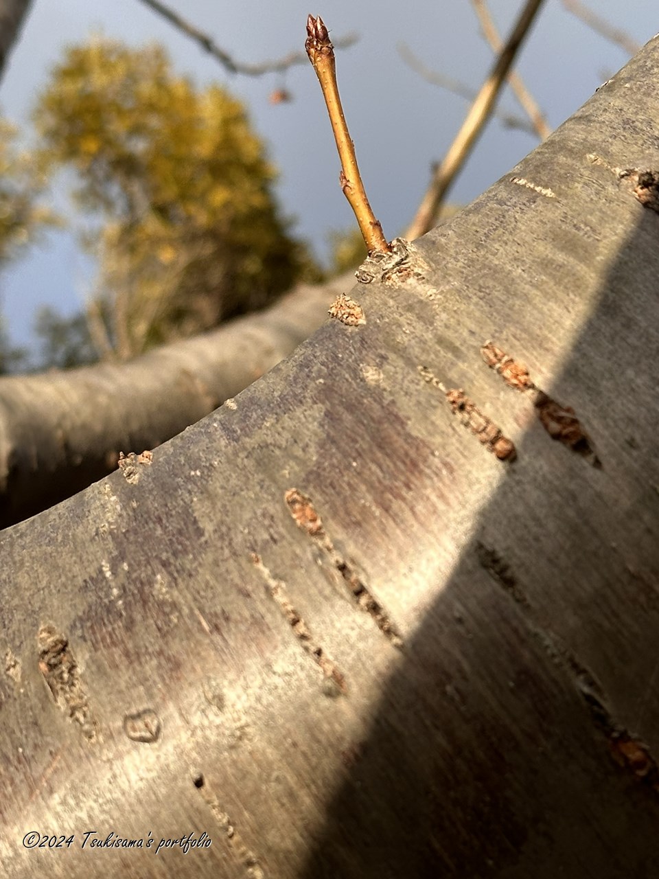 迎春。 まだ開花には早いですけど。 iphone 14 pro