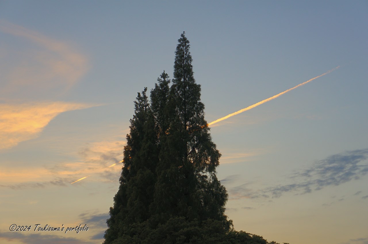 SONY NEX-5 + E 18-55mm F3.5-5.6 OSS メタセコイヤの木