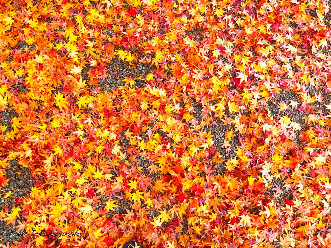 OLYMPUS E-1 + ZUIKO DIGITAL ED 7-14mm F4 紅葉