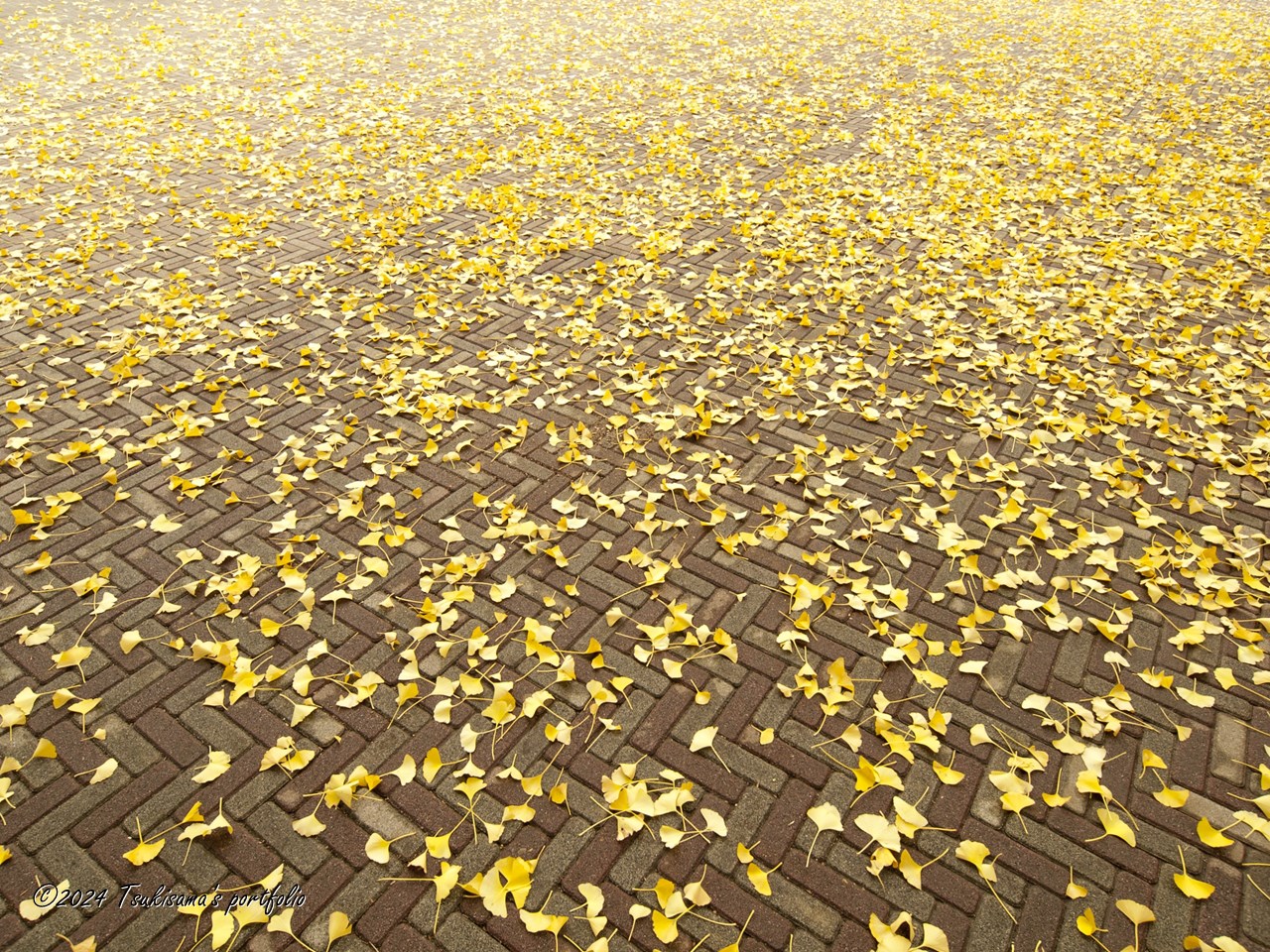 OLYMPUS E-1 + ZUIKO DIGITAL ED 7-14mm F4 銀杏