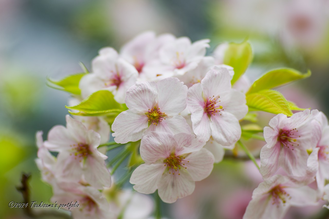 そろそろ見納めです。 SONY α99II + MINOLTA STF 135mm F2.8(T4.5)