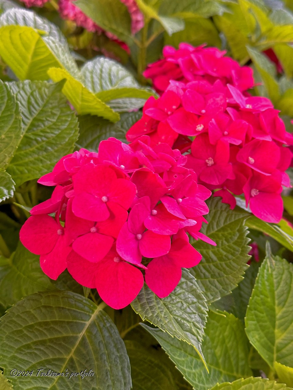 ビビットでした。 iphone 14 pro