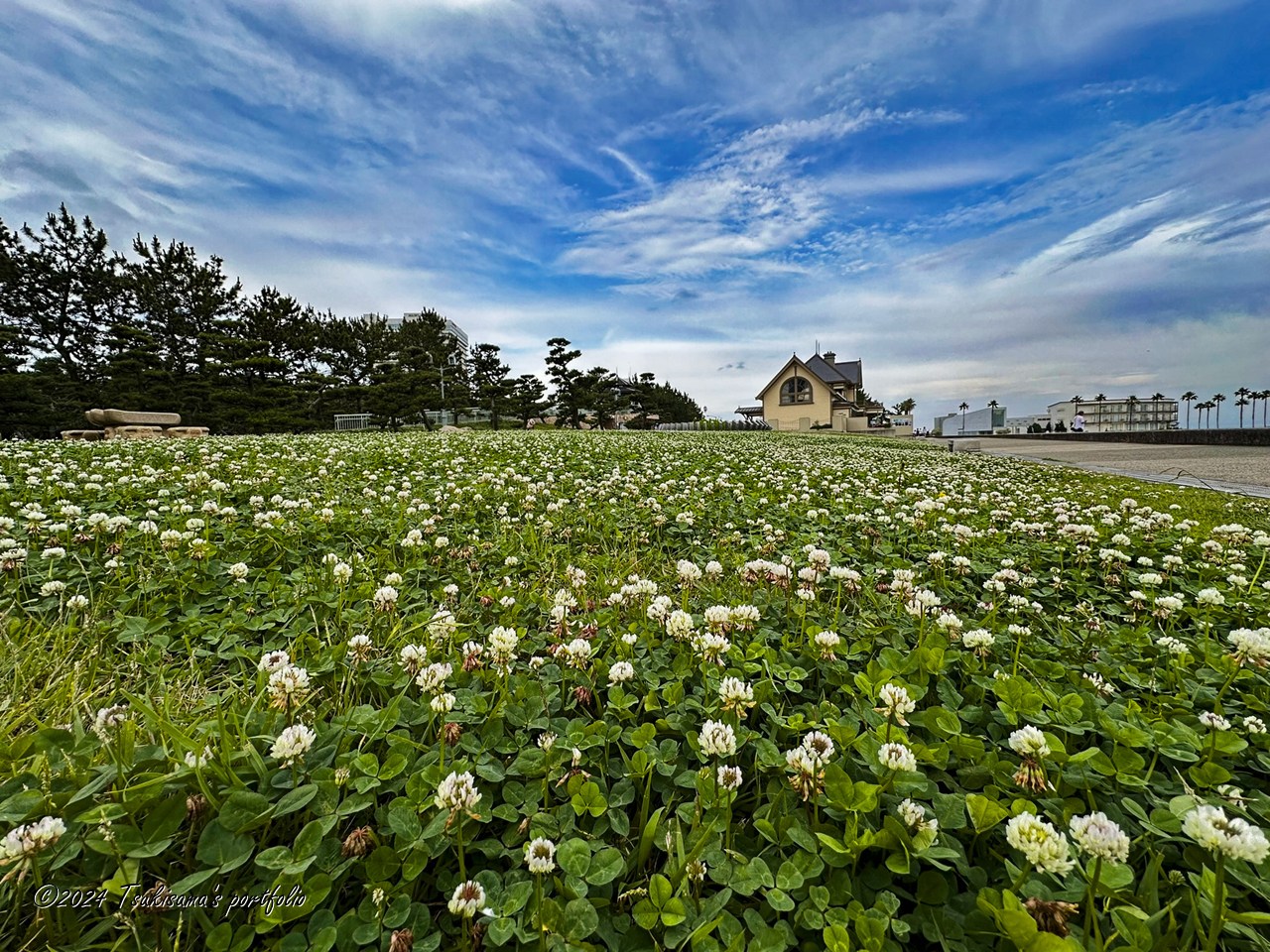 クローバー(別名:シロツメクサ)ってこの時期(6月ごろ)に咲くんだ、と今頃気づきました。 iphone 14 pro