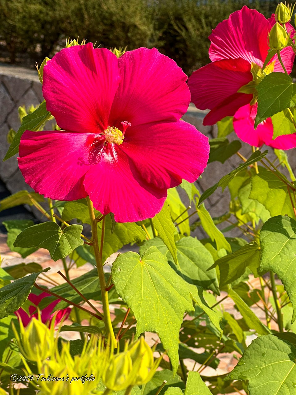 ハイビスカス? 葉っぱの形がちょっと違うような。。。 iphone 14 pro