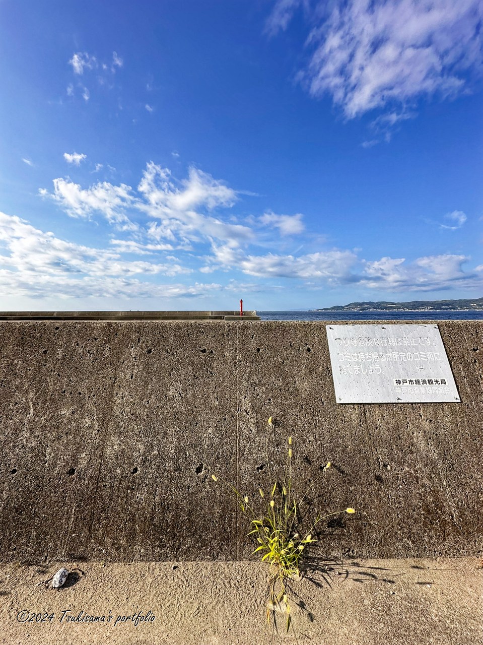 こんなところに「猫じゃらし」「げじげじ」が。そういえば正式名称なんだっけ、と思って今更調べて「エノコログサ」ということがわかりました(今頃になって。。)。 iphone 14 pro