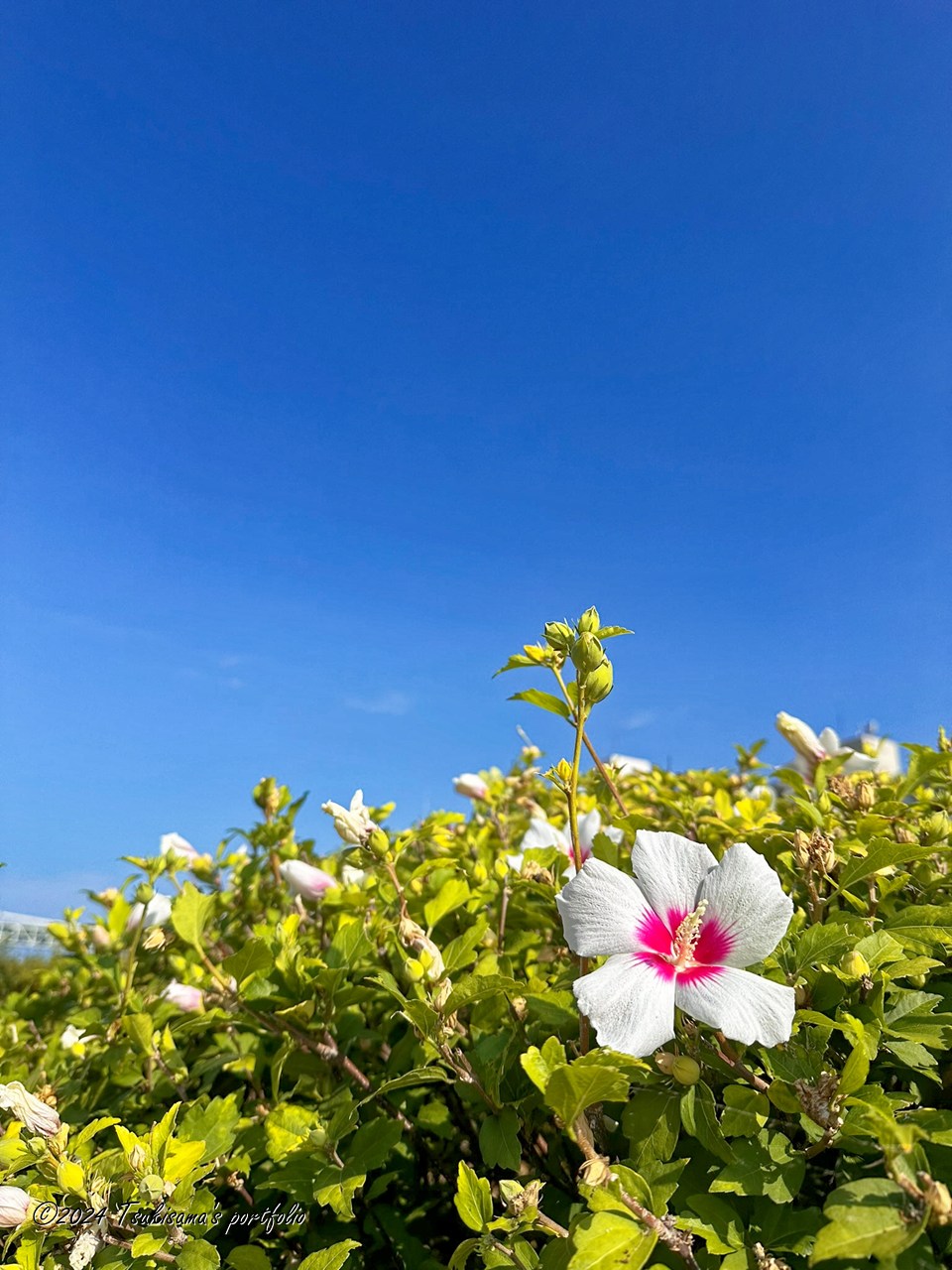 夏らしい日が続いてます。午前8時を過ぎると屋外にいるのは結構つらいです。 iphone 14 pro