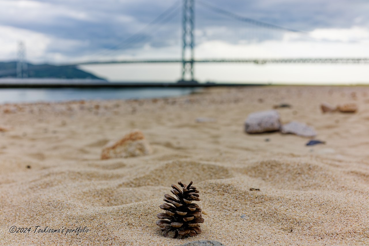 SONY Cyber-Shot RX1RII(DSC-RX1RM2) 明石海峡大橋をバックに砂浜の松ぼっくりを撮る