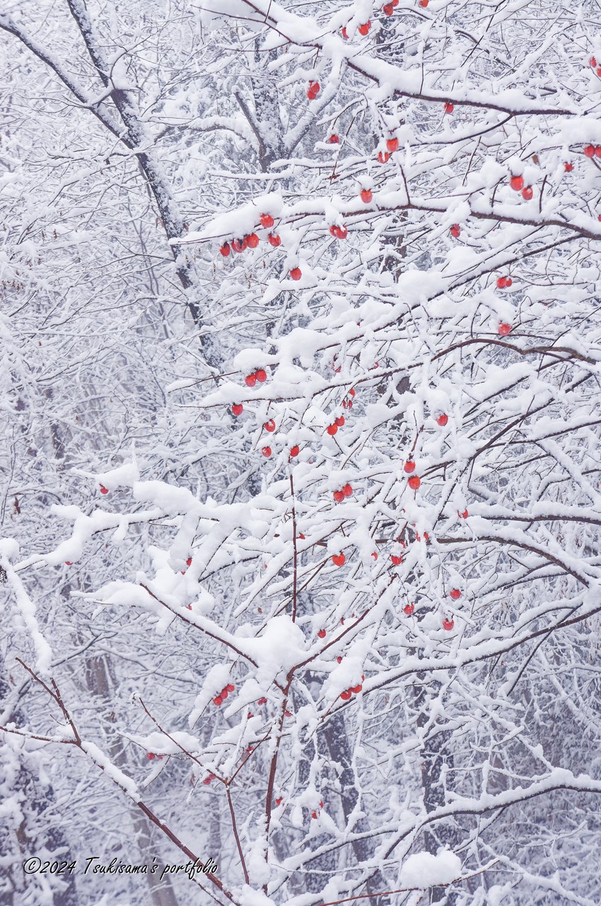 SONY NEX-5N + E 18-55mm F3.5-5.6 OSS 雪中の竹田城跡の柿の木