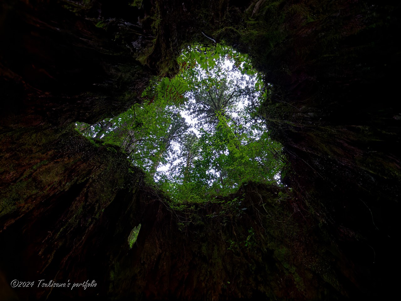 屋久島 ウィルソン株 OLYMPUS E-3 + ZUIKO DIGITAL ED 7-14mm F4