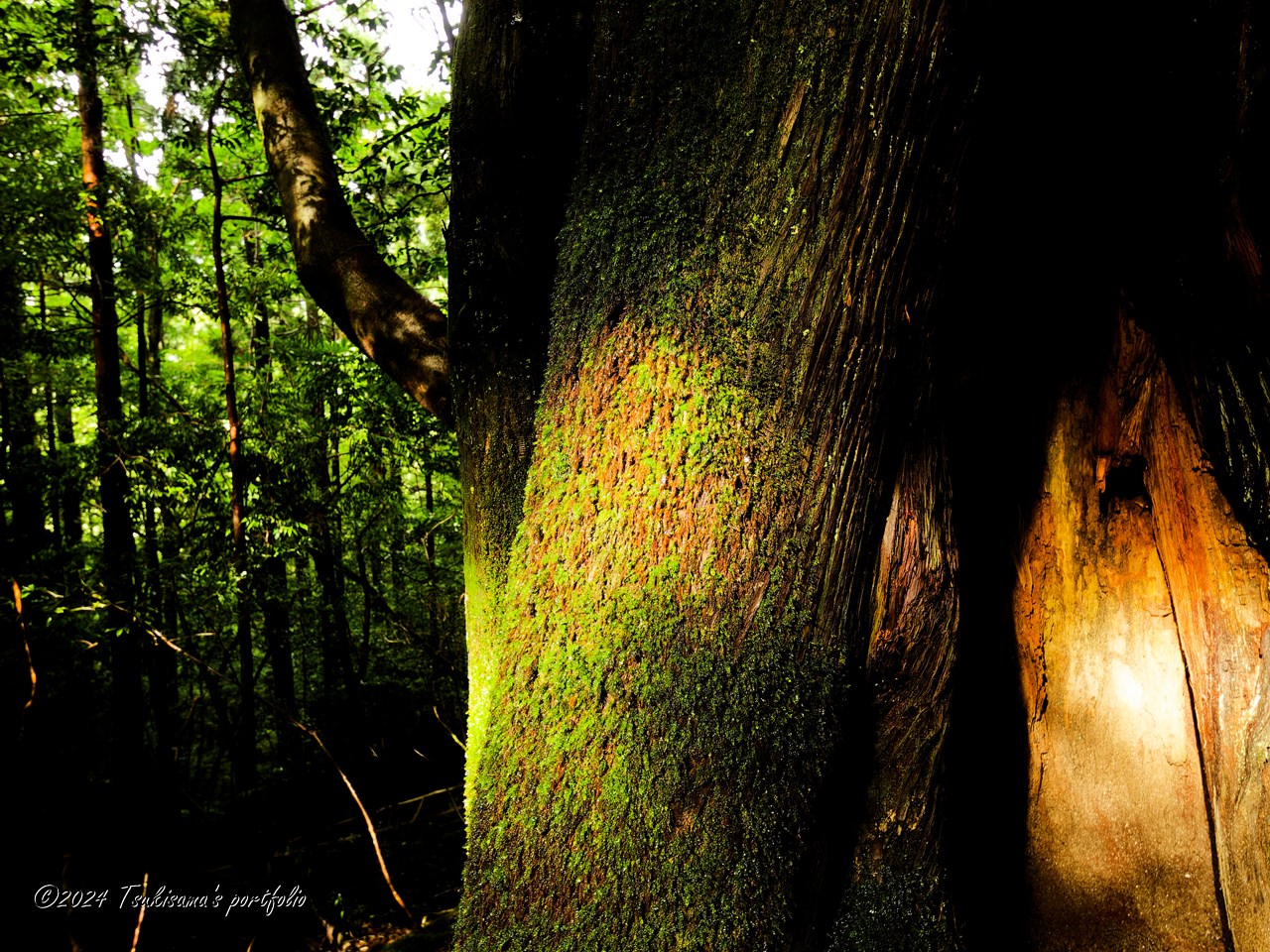 屋久島 屋久杉 OLYMPUS E-3 + ZUIKO DIGITAL ED 7-14mm F4