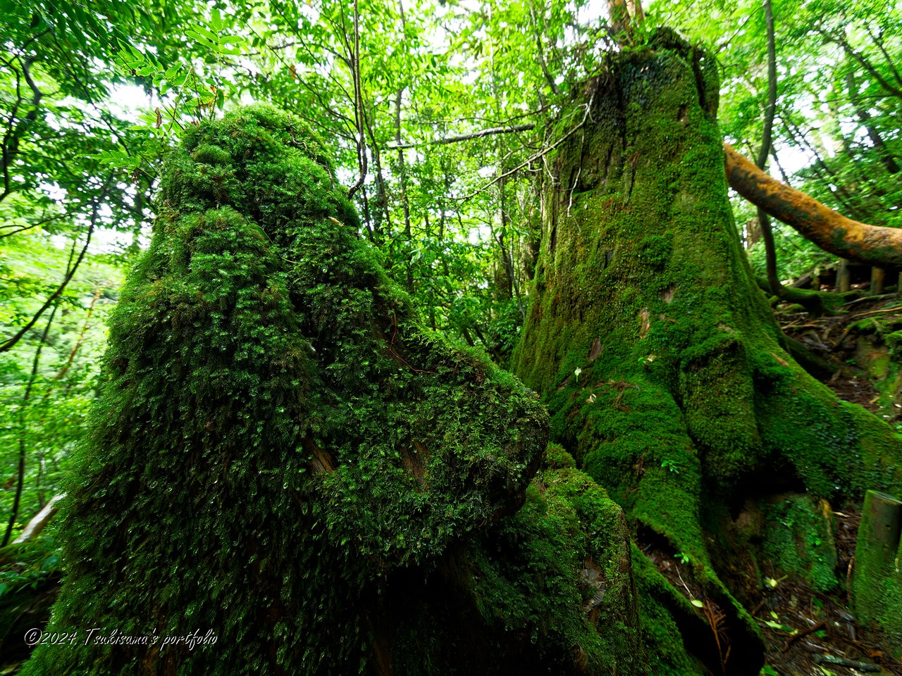 屋久島 屋久杉 OLYMPUS E-3 + ZUIKO DIGITAL ED 7-14mm F4
