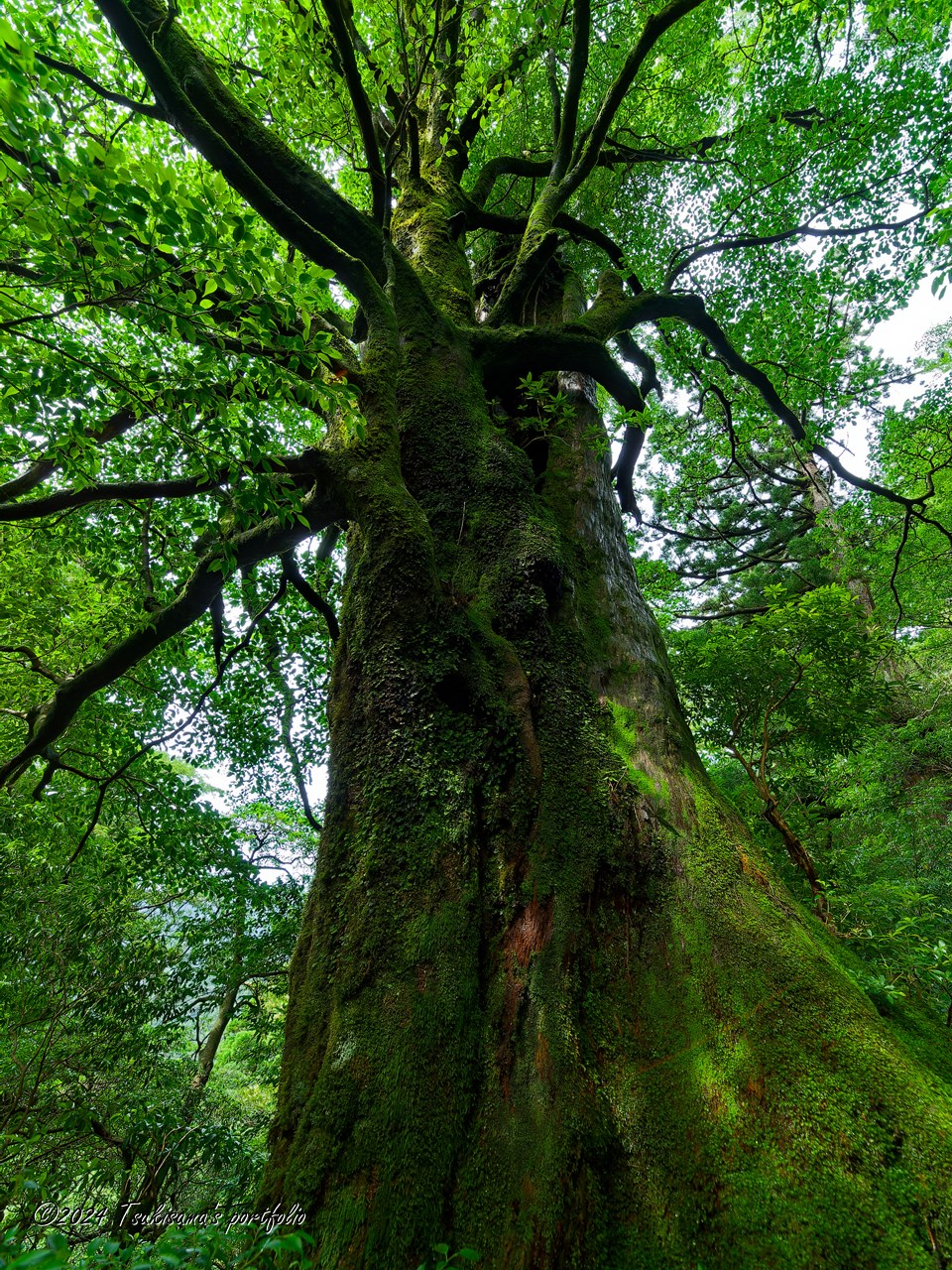 屋久島 屋久杉 OLYMPUS E-3 + ZUIKO DIGITAL ED 7-14mm F4