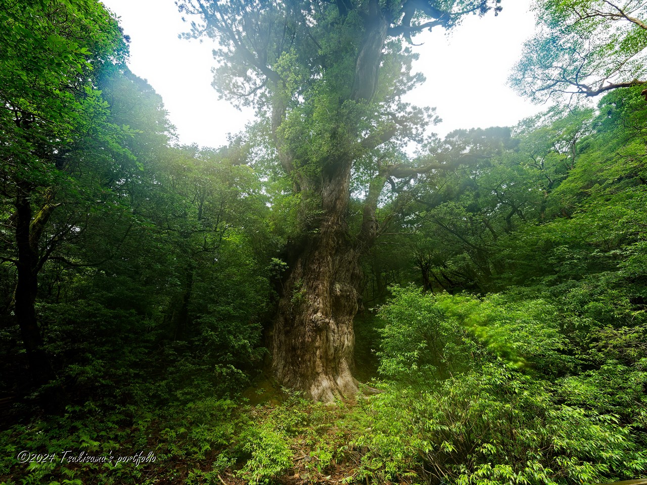 屋久島 縄文杉 OLYMPUS E-3 + ZUIKO DIGITAL ED 7-14mm F4