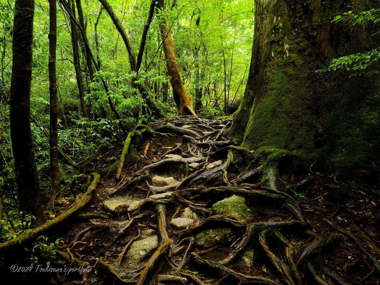 屋久島 縄文杉への道 OLYMPUS E-3 + ZUIKO DIGITAL ED 7-14mm F4