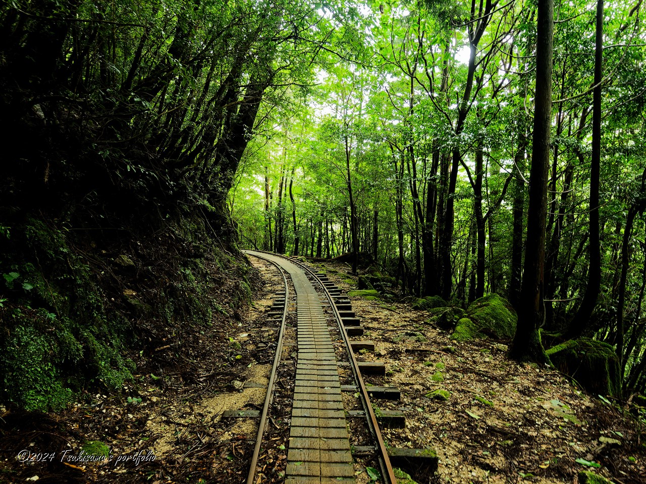 屋久島 縄文杉への道 OLYMPUS E-3 + ZUIKO DIGITAL ED 7-14mm F4