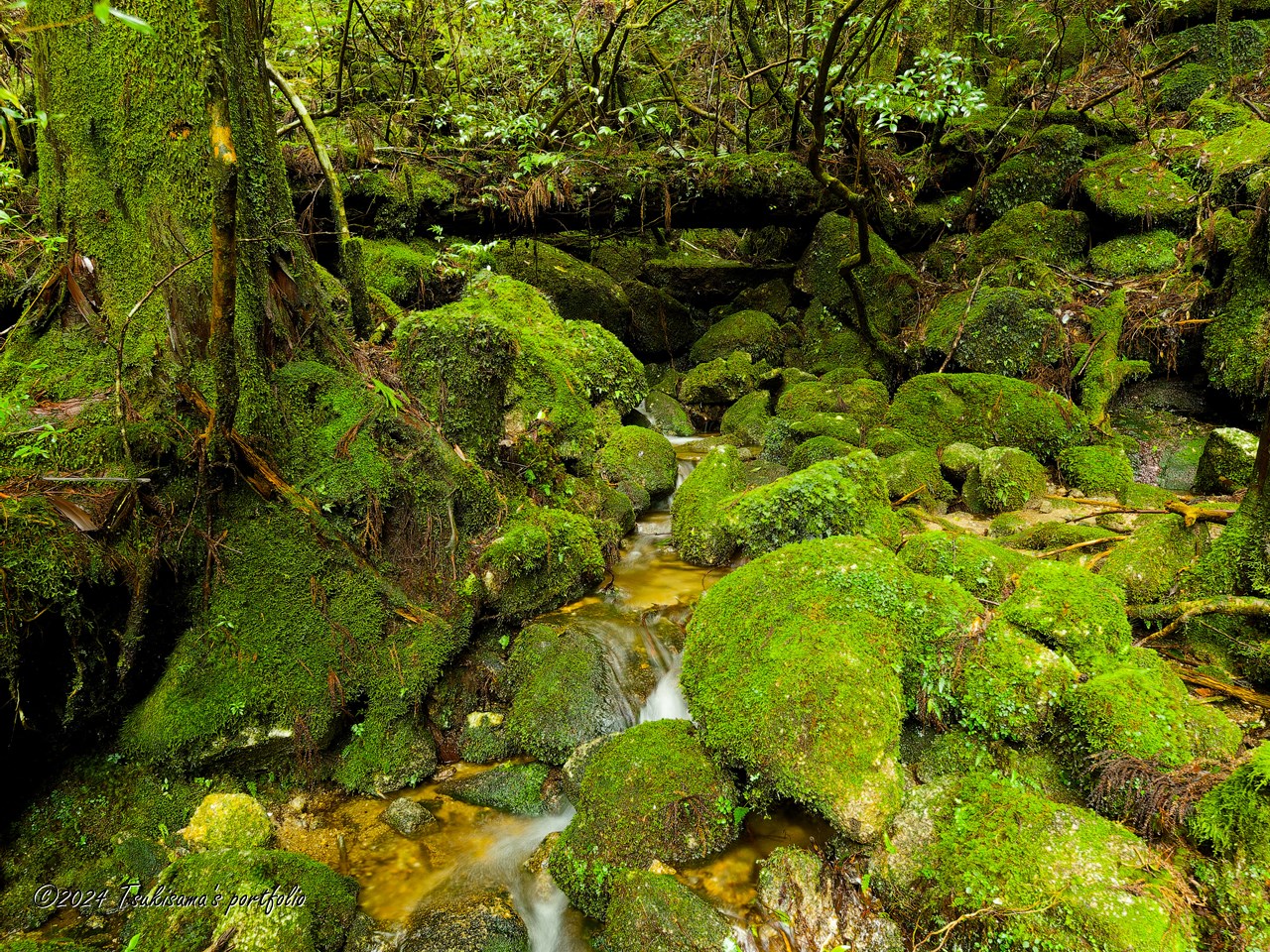 屋久島 縄文杉への道 OLYMPUS E-3 + ZUIKO DIGITAL ED 7-14mm F4