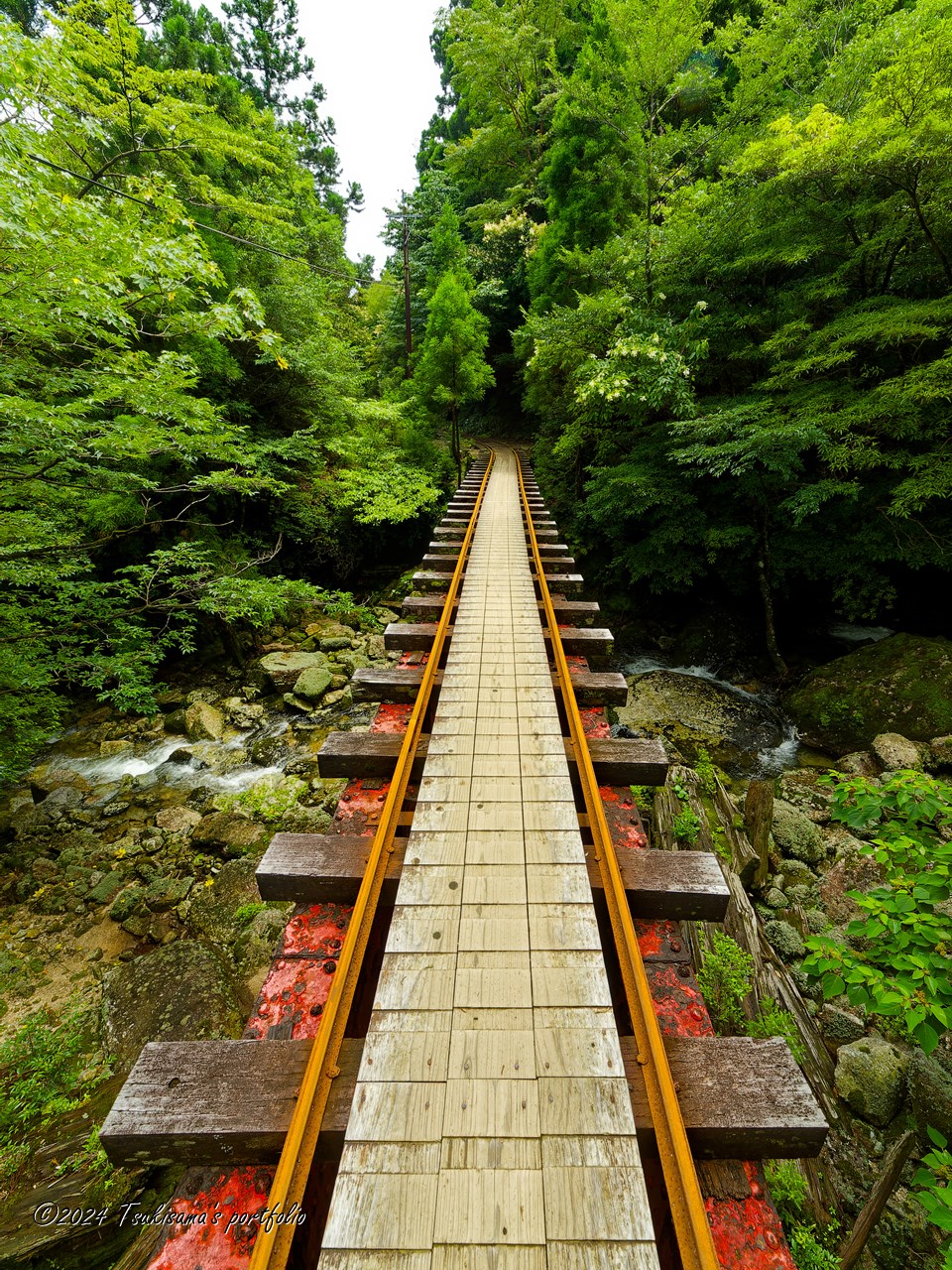屋久島 縄文杉への道 OLYMPUS E-3 + ZUIKO DIGITAL ED 7-14mm F4