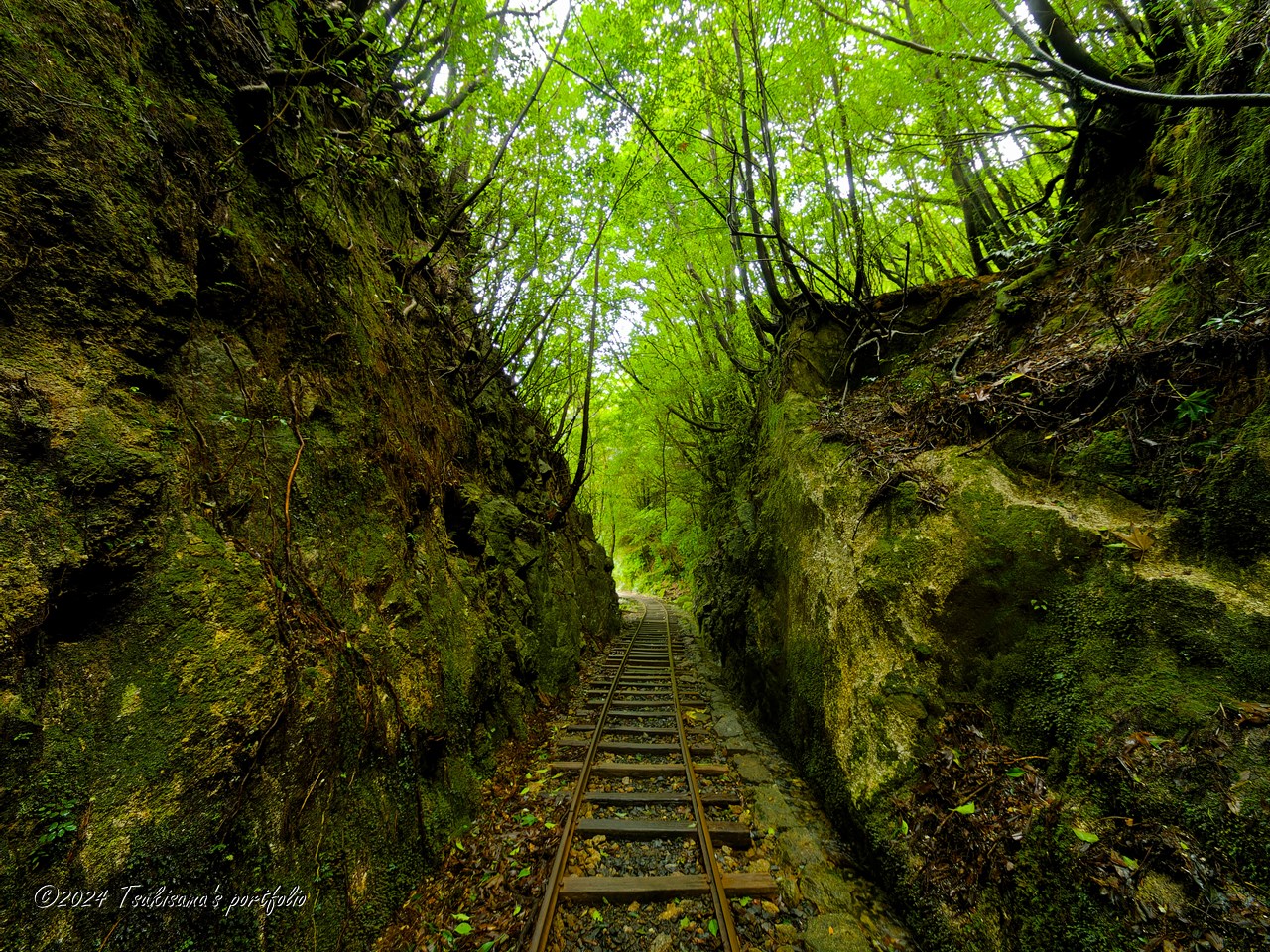 屋久島 縄文杉への道 OLYMPUS E-3 + ZUIKO DIGITAL ED 7-14mm F4