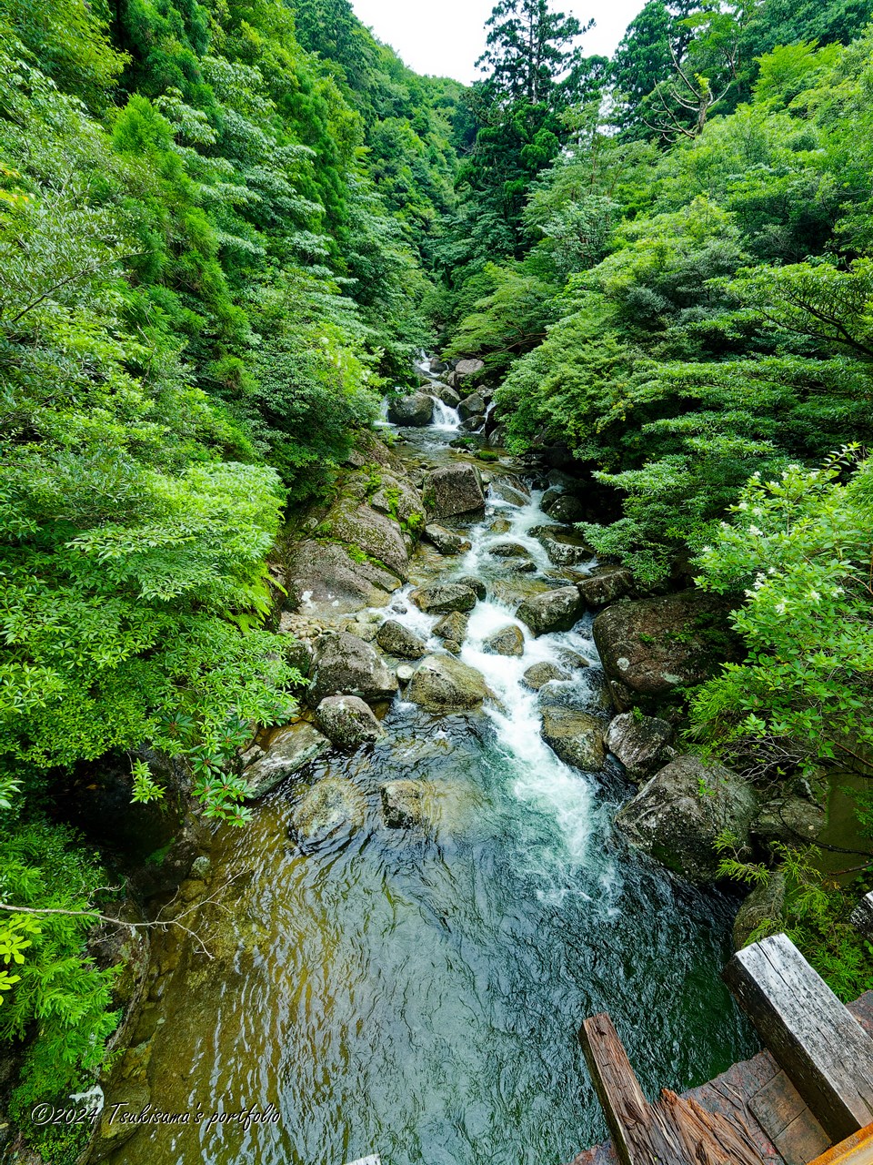 屋久島 縄文杉への道 OLYMPUS E-3 + ZUIKO DIGITAL ED 7-14mm F4