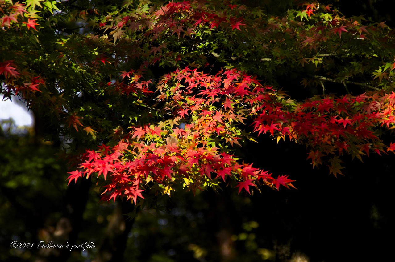 KONICA MINOLTA α7 DIGITAL + KONICA MINOLTA AF DT 18-200mm F3.5-6.3(D) 哲学の道の紅葉