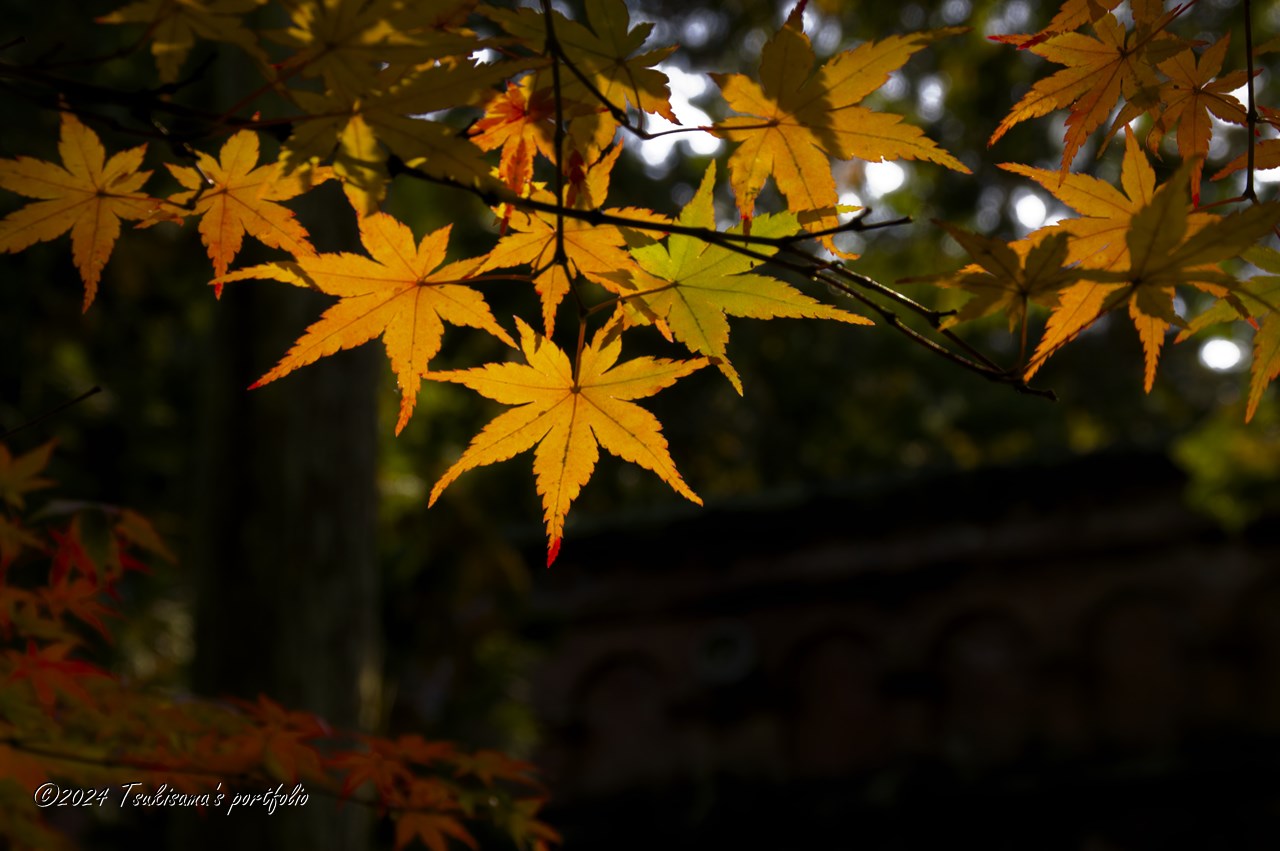 KONICA MINOLTA α7 DIGITAL + KONICA MINOLTA AF DT 18-200mm F3.5-6.3(D) 南禅寺 水路閣の紅葉